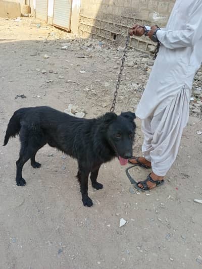 Dog sale
