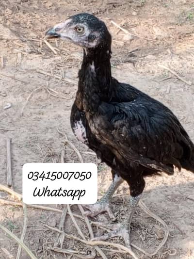 3 mushkil pthiyan sale offer