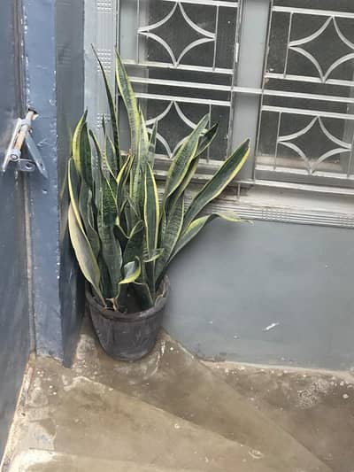 Plants for sale