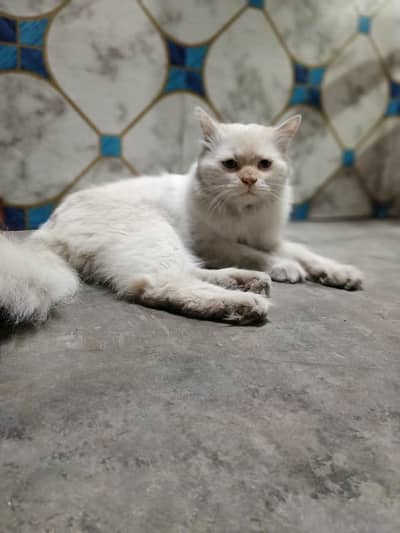 persion cat for sell