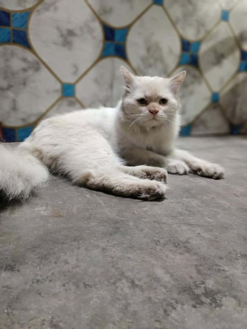 persion cat for sell 0