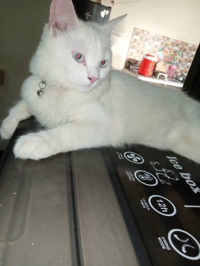 A breeding pair of cats for sale