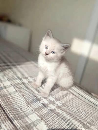 Himalayan female kitten