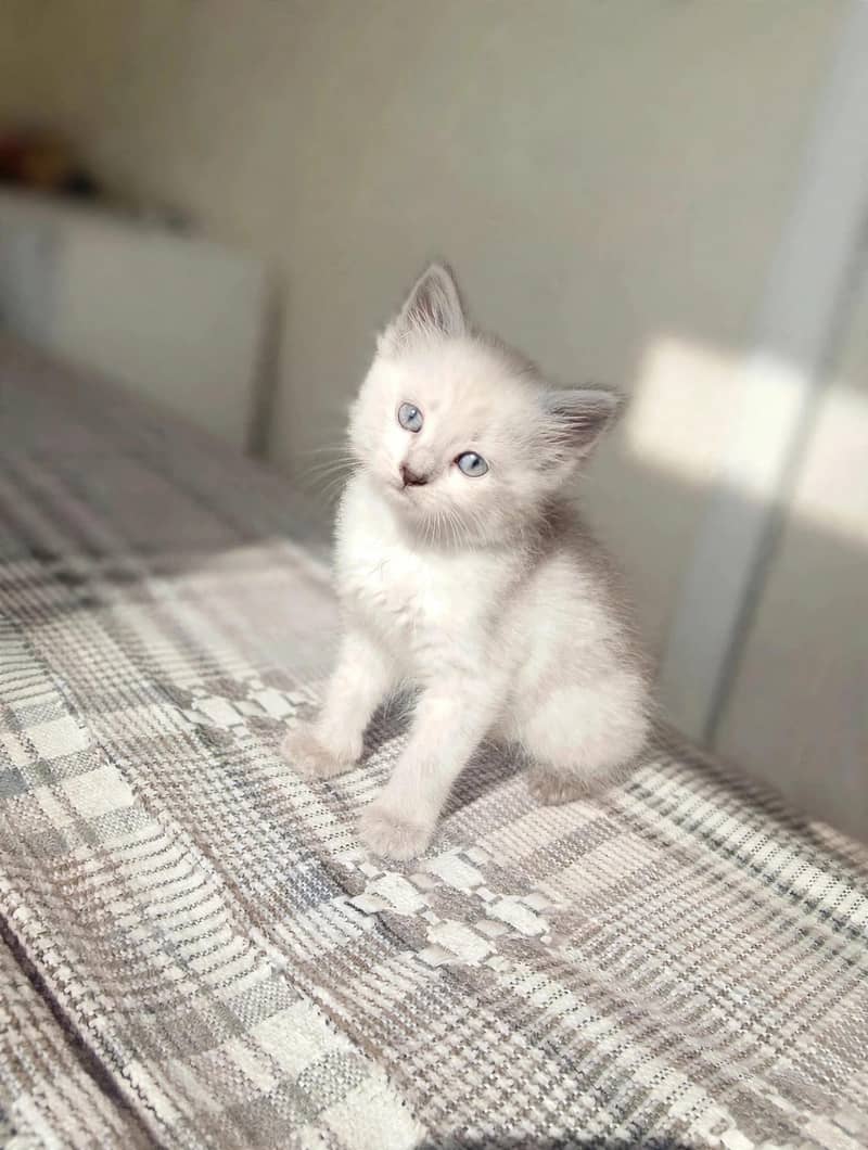 Himalayan female kitten 0