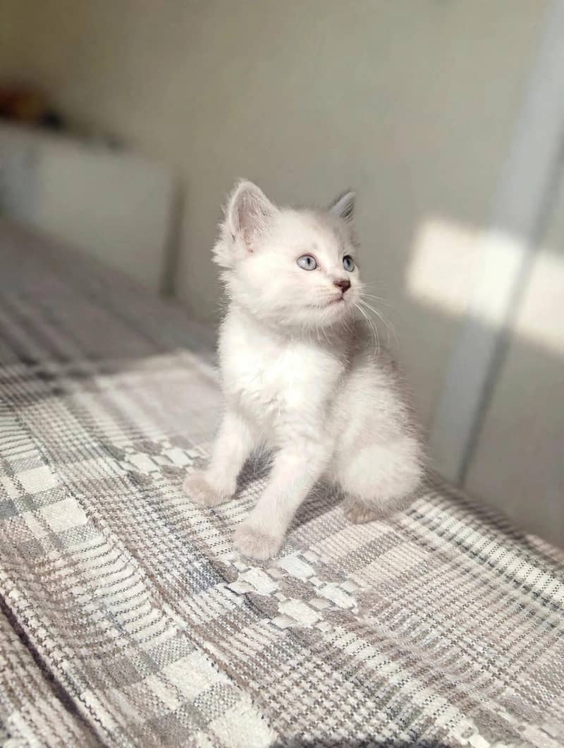 Himalayan female kitten 1