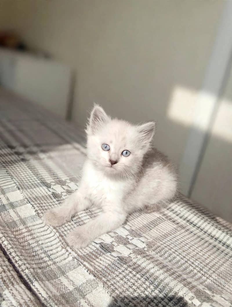 Himalayan female kitten 2
