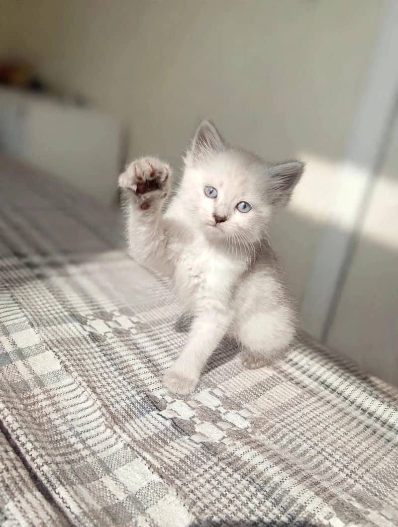 Himalayan female kitten 3