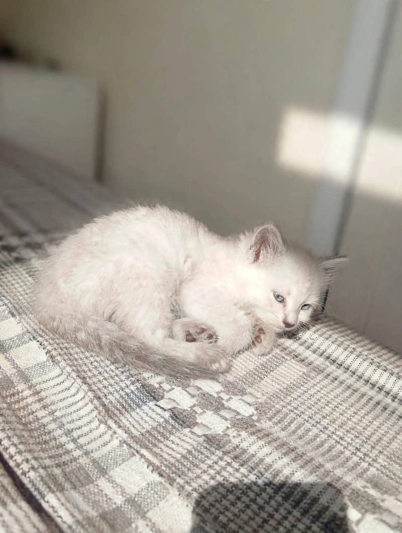 Himalayan female kitten 4
