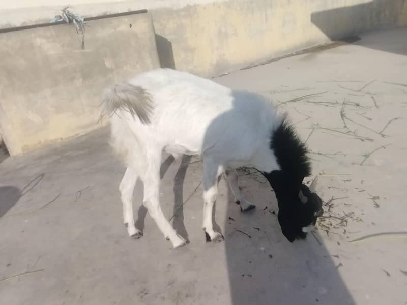 Thapra Breader Bakra 0
