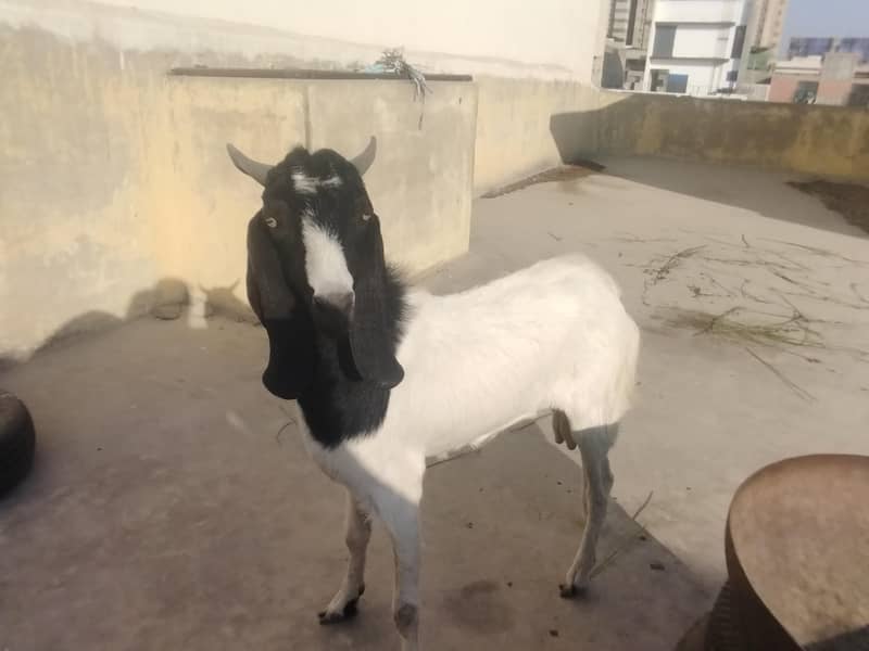 Thapra Breader Bakra 1