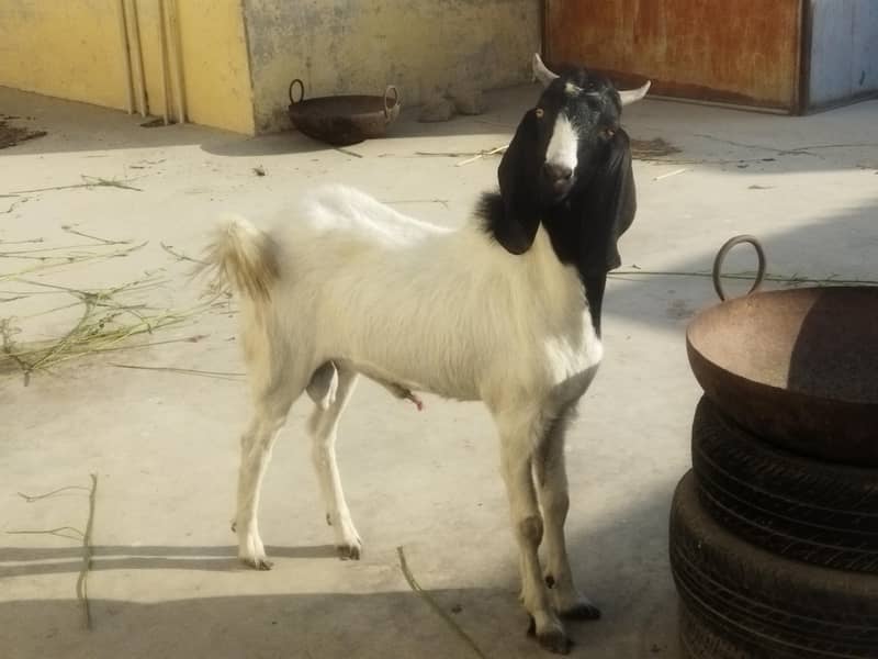 Thapra Breader Bakra 2