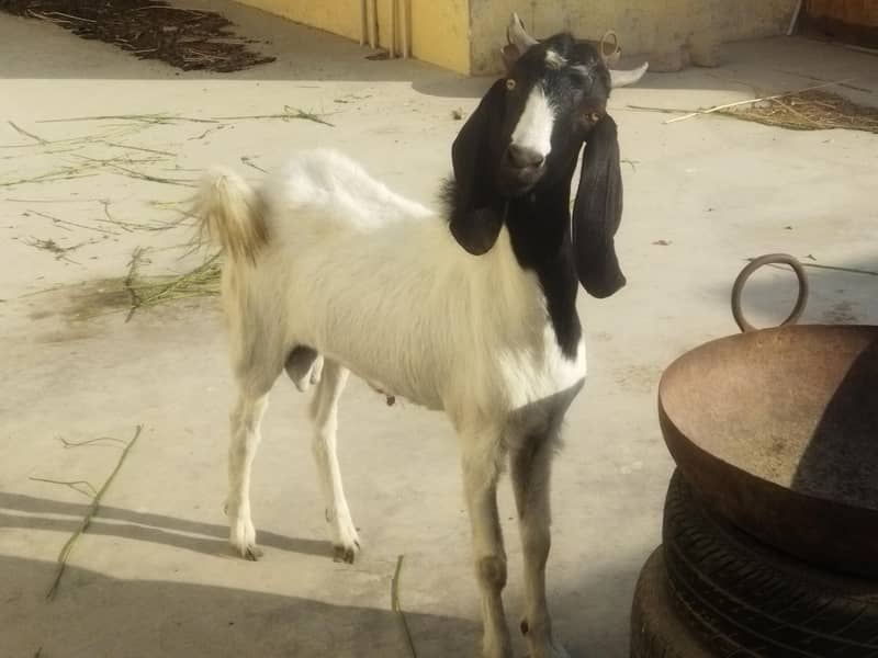 Thapra Breader Bakra 3