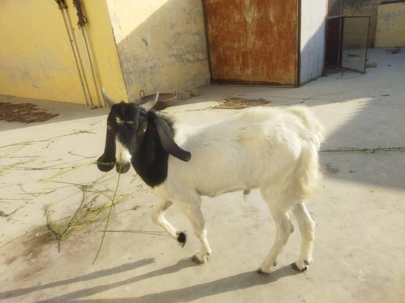 Thapra Breader Bakra 4