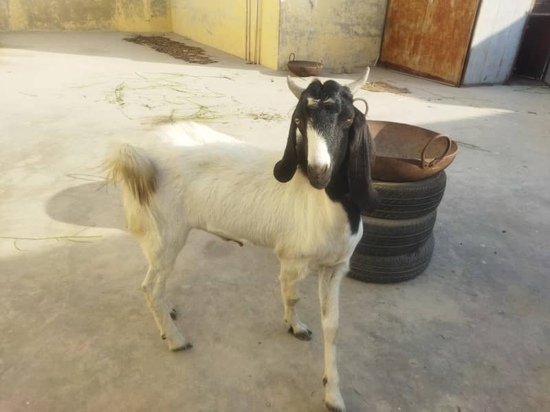 Thapra Breader Bakra 5