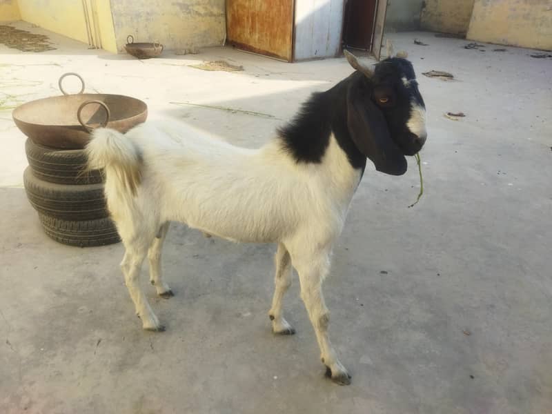 Thapra Breader Bakra 6