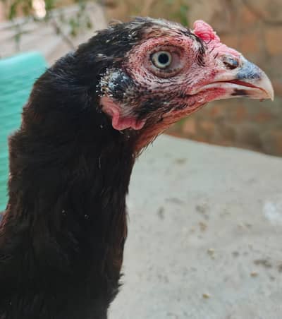 best quality aseel hen