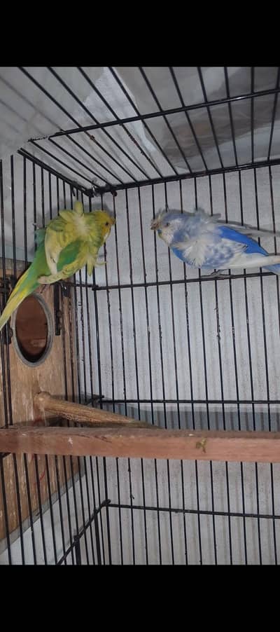 nice Bird