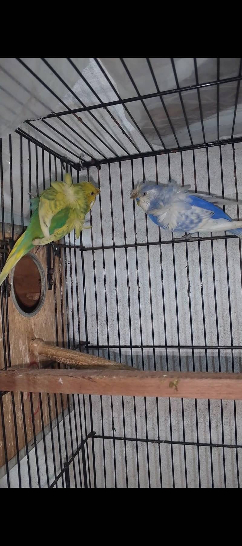 nice Bird 0