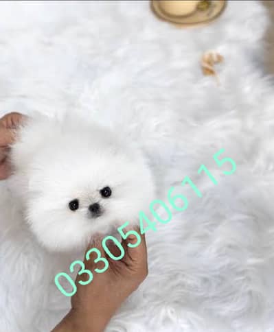 Pomeranian puppies dog/ 0330540611*five