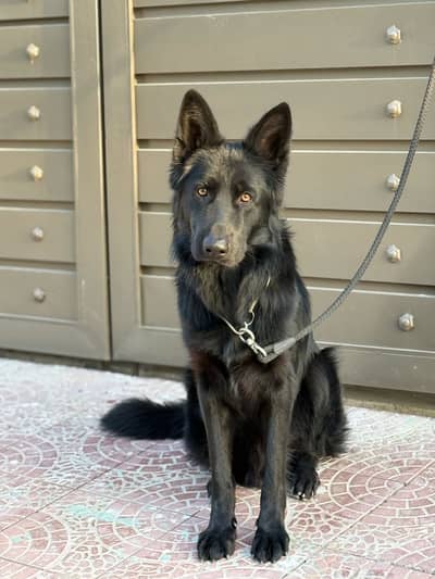 German Shepherd Stud Available