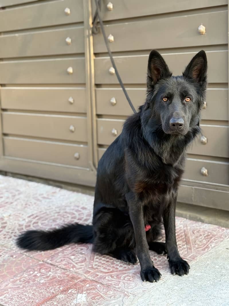 German Shepherd Stud Available 1