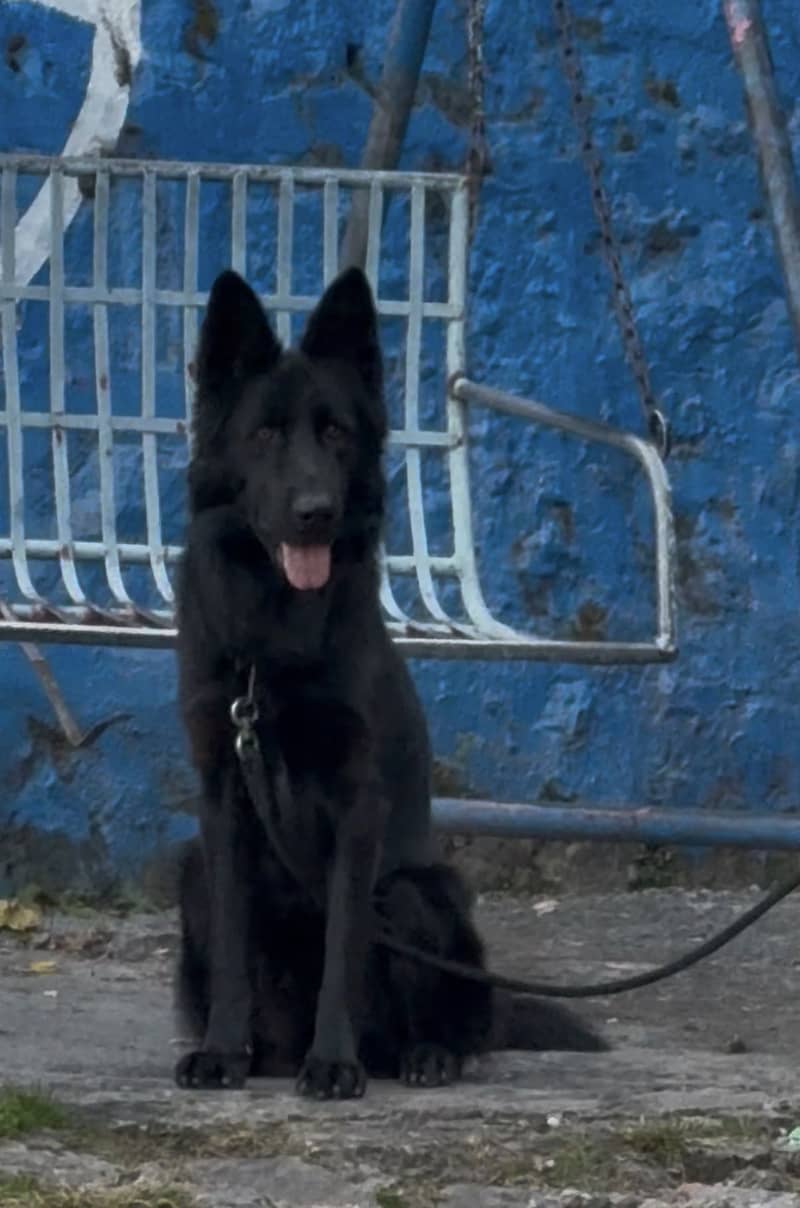 German Shepherd Stud Available 3