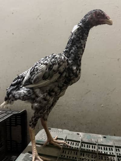 O shamo chicks
