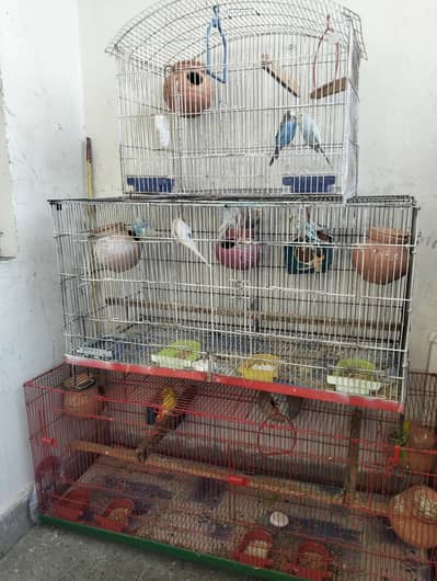 Australian Budgies