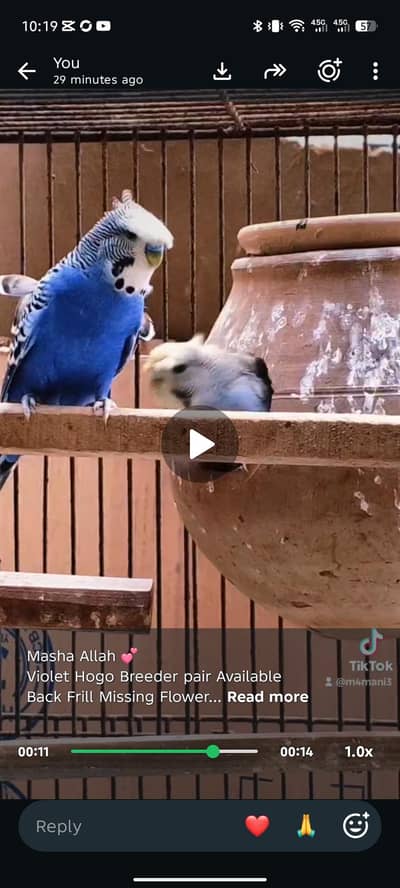 Hogoromo Breeder pair for sale