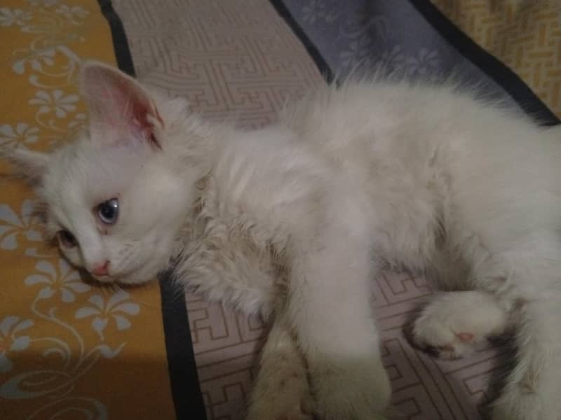 cat for sell 0