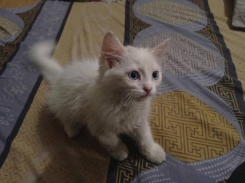 cat for sell 1