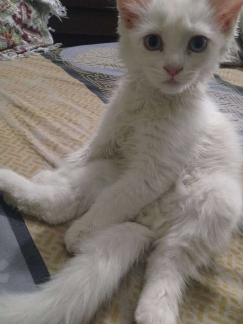 cat for sell 2