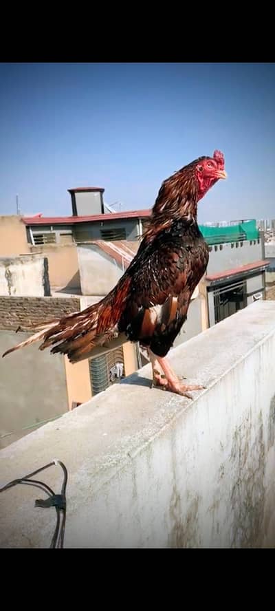 Aseel pair for sale
