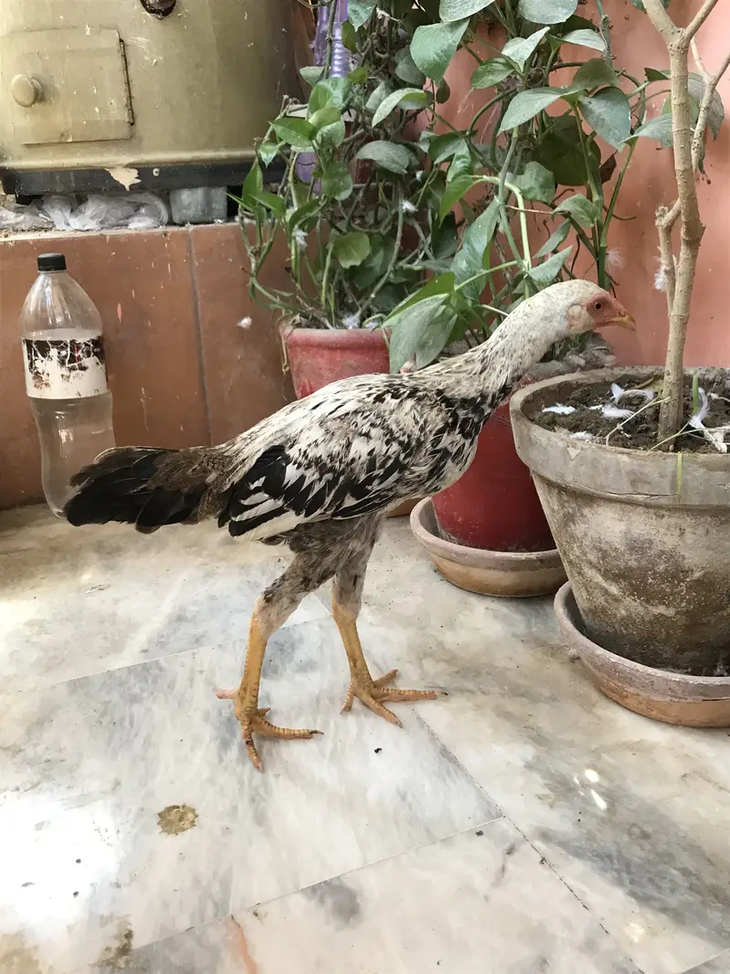 Aseel jawa phatta