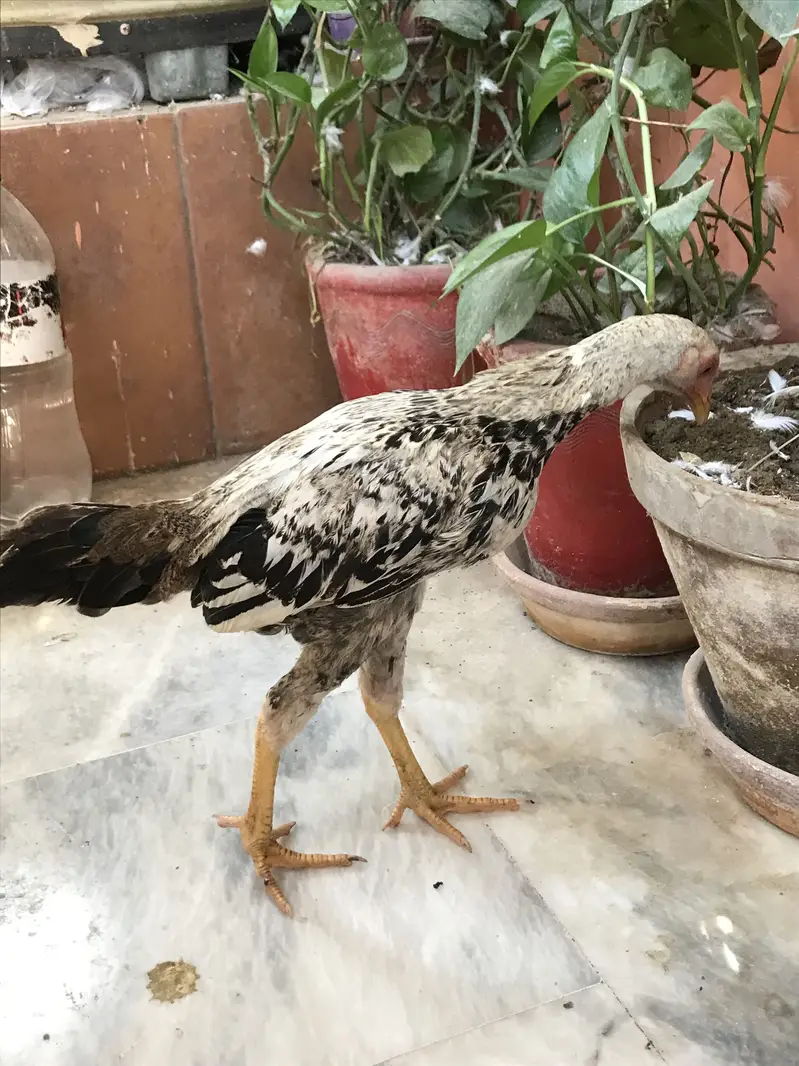 Aseel jawa phatta — photo 2