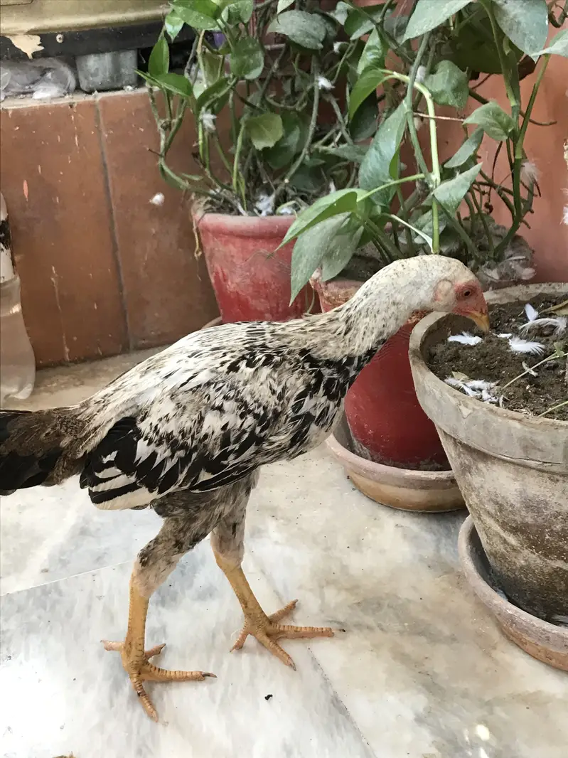 Aseel jawa phatta — photo 3