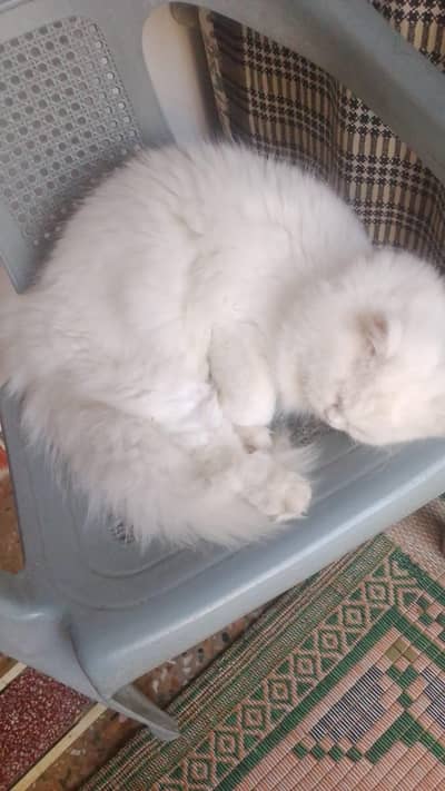 Cat for Sale – 7 Months Old