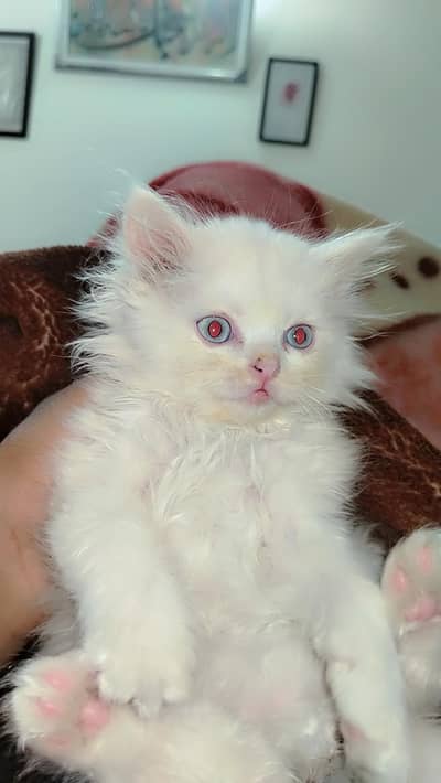 Percion cat