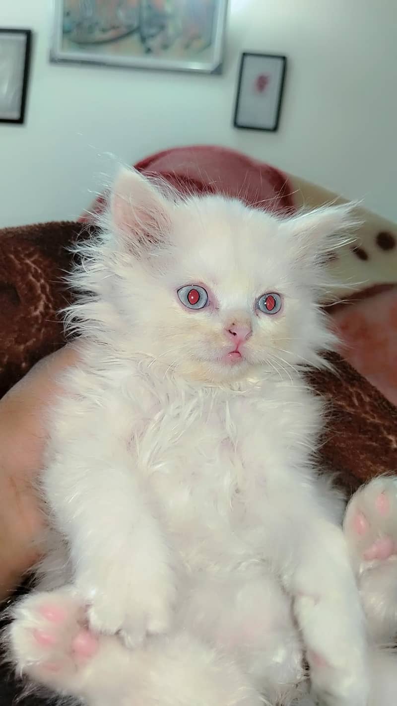 Percion cat 0