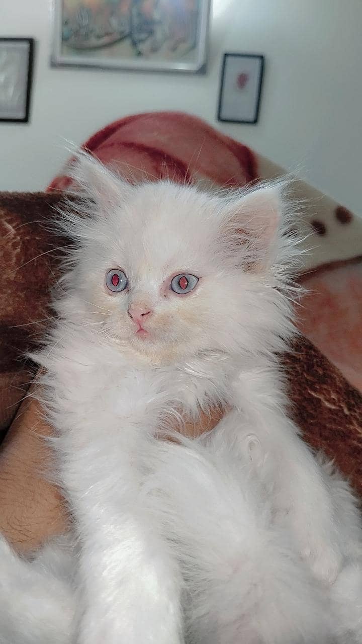 Percion cat 1