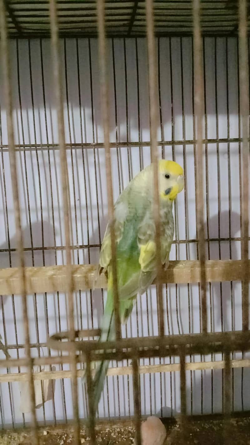 bugie 2