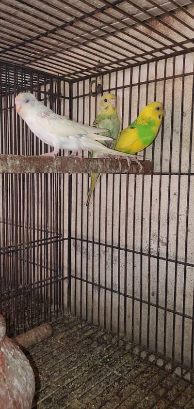 pied budgies