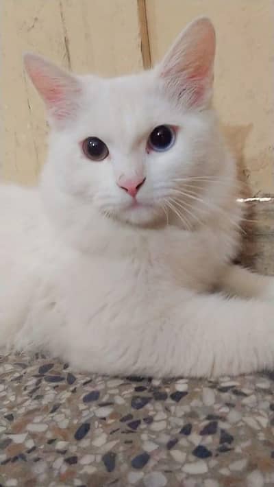 Beautiful princesses white cate