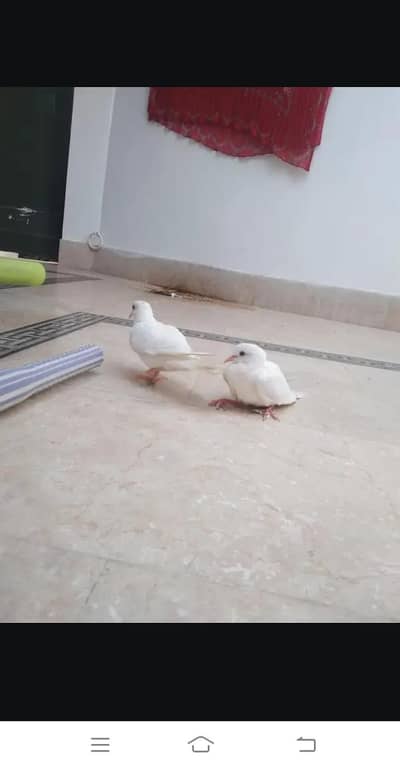 Pair of White Red Eyes Doves