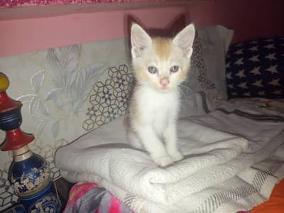 kitten