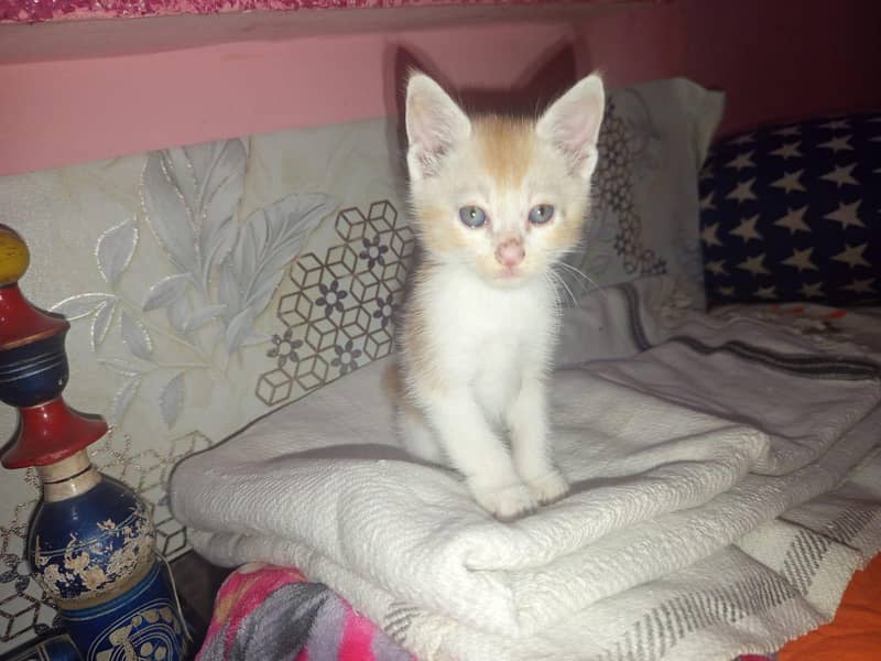 kitten 0