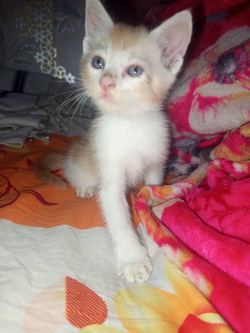 kitten 1