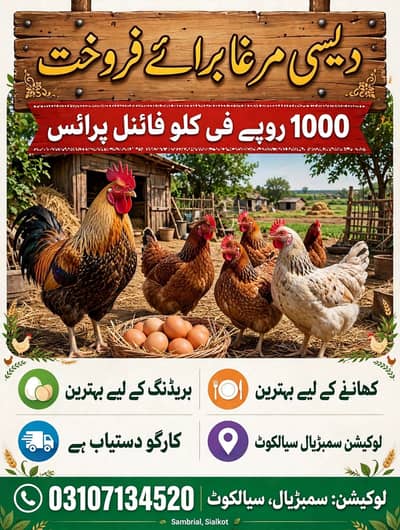 Desi murga 1000 pr kg ghar ky paly hwy 03107134520