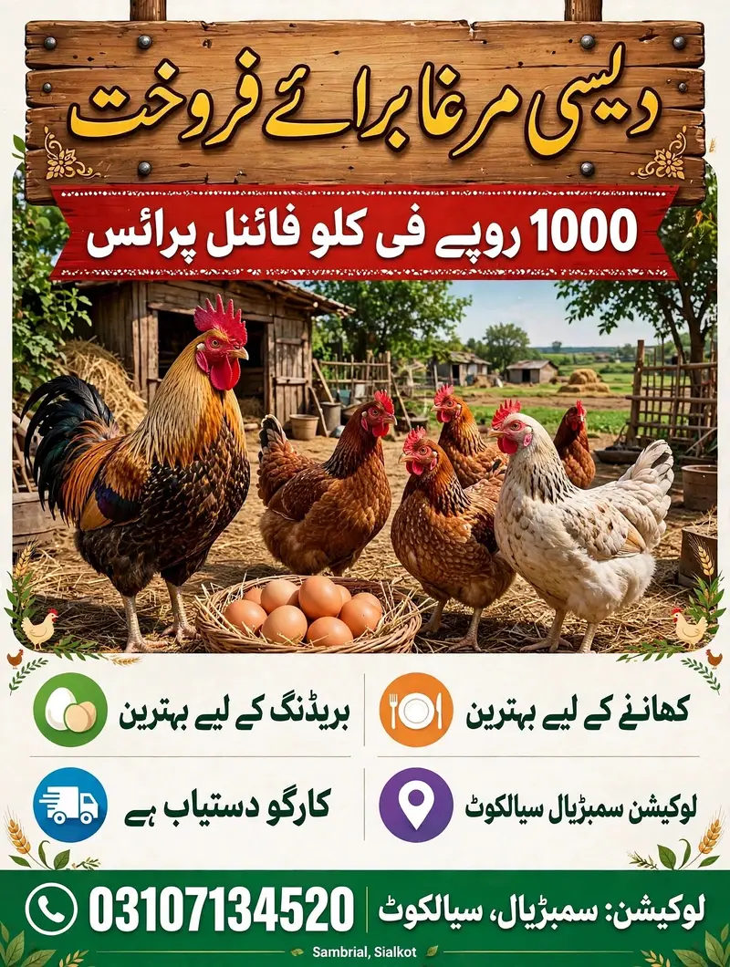 Desi murga 1000 pr kg ghar ky paly hwy 03107134520