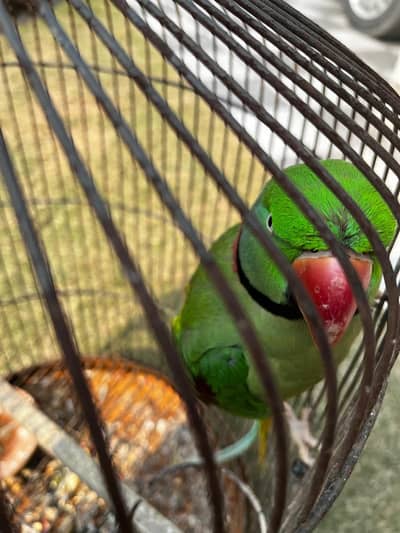 Raw parrot for sale